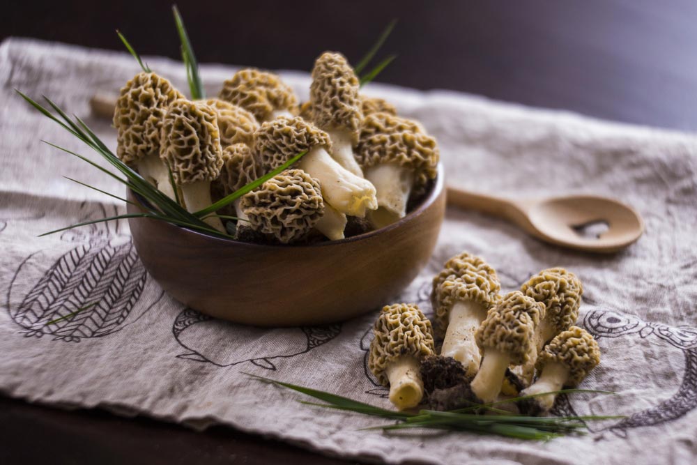 Morel Mushroom, (Guchi) Navdin Import and Export